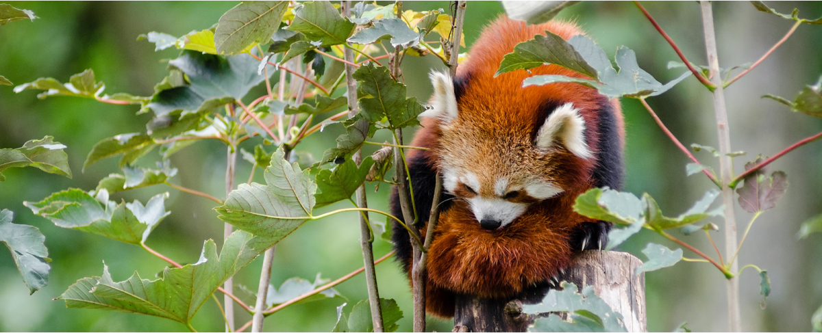 red panda in bamboo